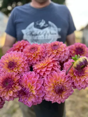 Bloomquist Dave Dahlia Tuber