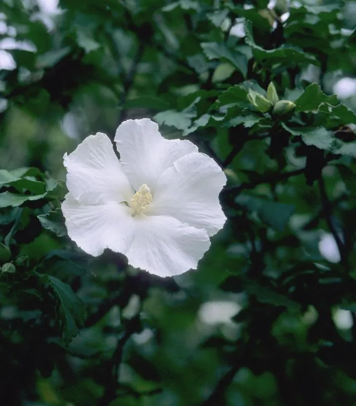 Diana Rose of Sharon