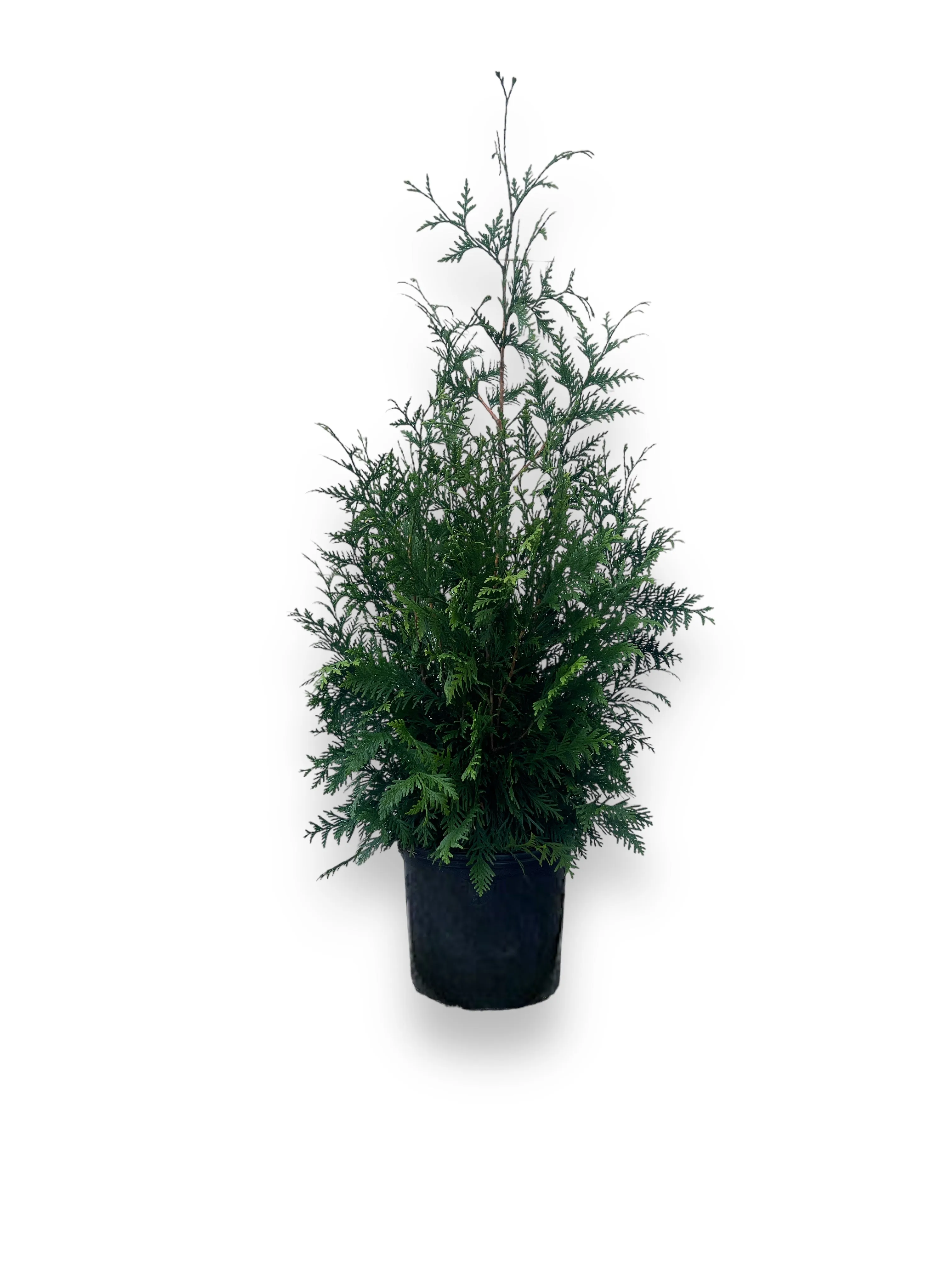 Elegantissima Arborvitae