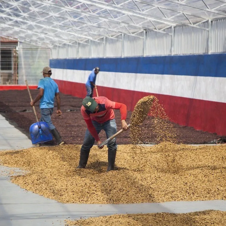 Finca Las Lajas black honey, Sabanilla de Alajuela