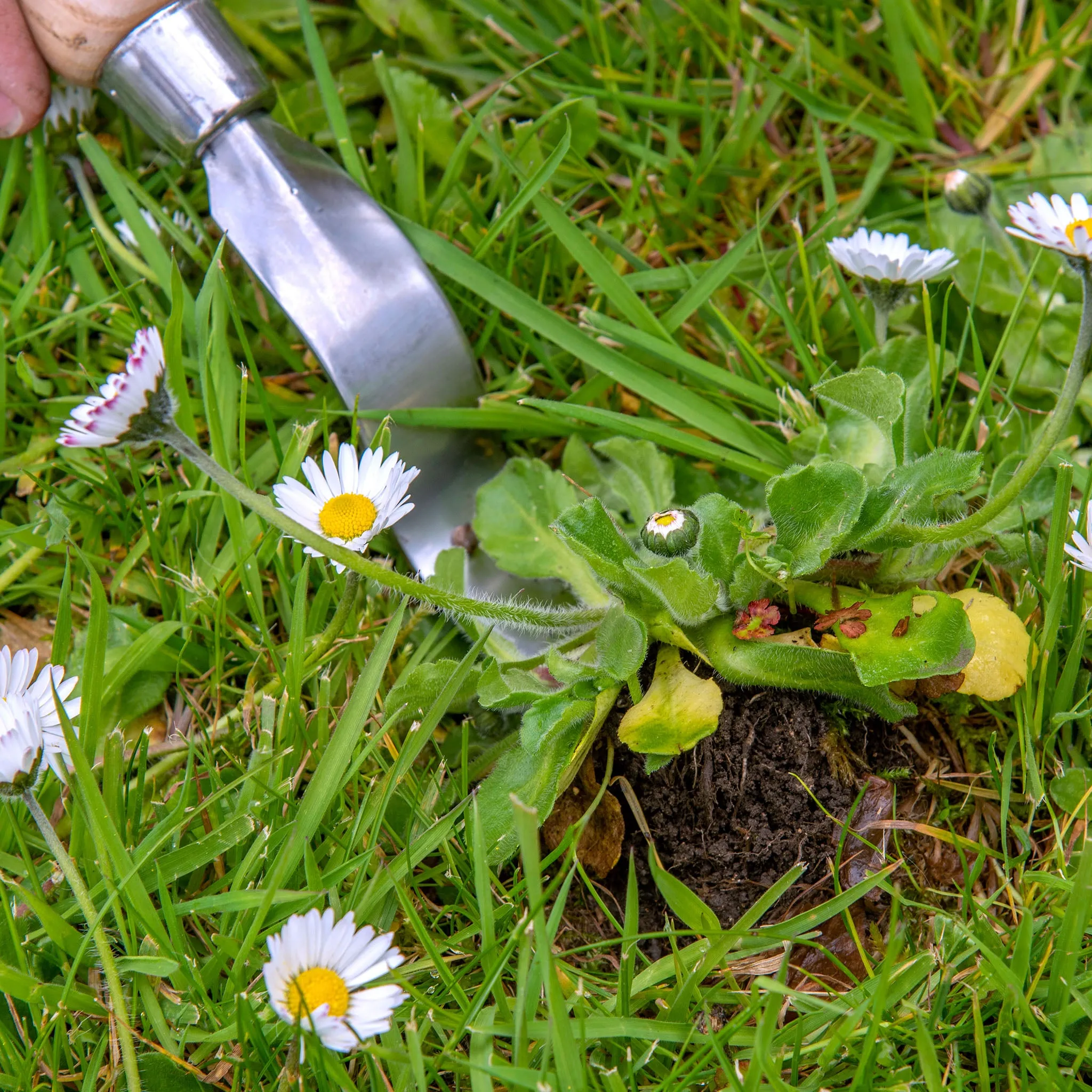 Kent & Stowe Stainless Steel Hand Daisy Grubber